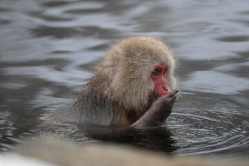Snow monkeys appear in Japanese hot springs in Japan