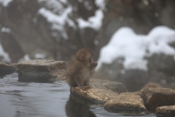 Snow monkeys appear in Japanese hot springs in Japan