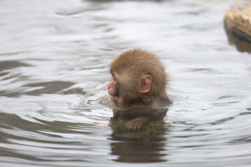 Snow monkeys appear in Japanese hot springs in Japan