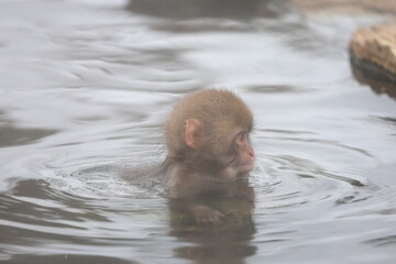 Snow monkeys appear in Japanese hot springs in Japan