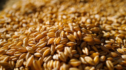 Obraz premium Golden grains of wheat piled together, showcasing their texture and color. This captures essence of agriculture and harvest, evoking sense of abundance and nature bounty