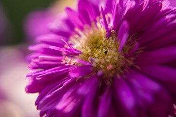 Obraz premium close up of a pink flower