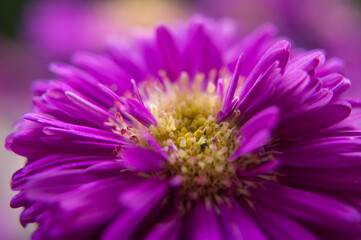 Obraz premium close up of a purple flower