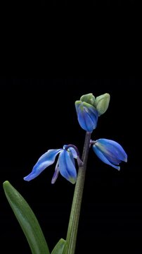 Beautiful blue flowers snowdrops Scilla bifolia alpine squill, two-leaf squill on black background. Vertical time lapse video. Springtime.