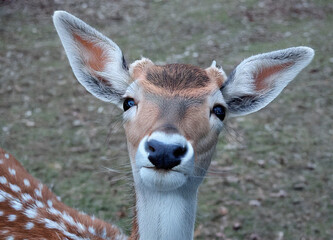 Obraz premium The image is a close-up of a deer's face. The deer has a light brown coat with white spots on its body. Its eyes are dark and piercing, and its nose is black.
