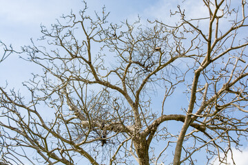 Large tree left without leaves