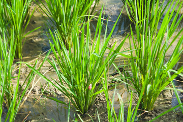 Obraz premium Snail pest eggs in rice stalks