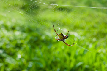 Spiders catch insects in their webs