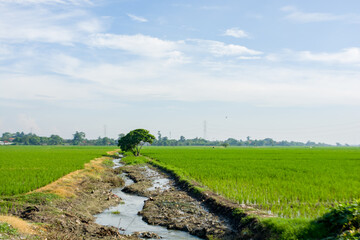 Irrigation channels for rice fields