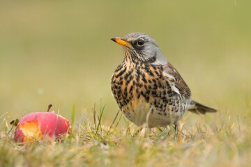 Fieldfare Turdus pilaris carduelis bird songbird wildlife nature predator cock o the north, beautiful animal mountain finch, animal, bird watching ornithology, flower bud fauna wildlife Europe