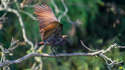 Hamerkop walking on a branch by beating wings. Scopus umbretta, Bioparc, Doué la Fontaine, Doué...