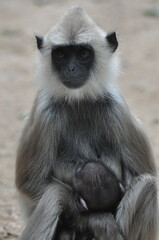 monkey mother and baby