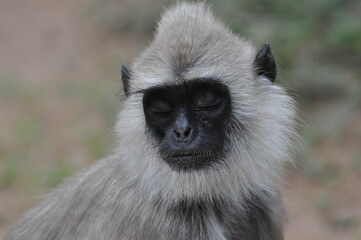 Monkey face