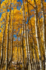 Yellow aspen trees in the autumn in Maroon Bells Aspen Colorado on a sunny autumn day	