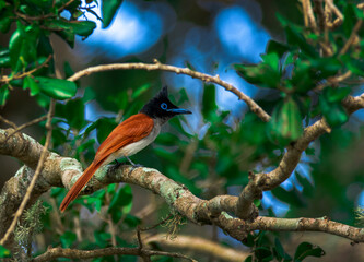 Indian paradise flycatcher  at Yala National Park
