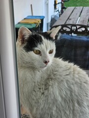 cat on the window