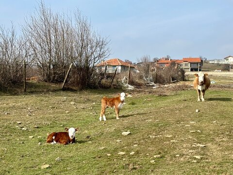 mother cow and her calfs grazing on a meadow
