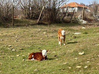 two calfs on the meadow