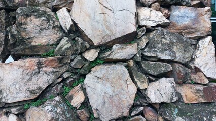 Nature's Resilience in Stone Crevices