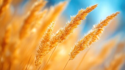 Golden grasses swaying in the sun, autumnal meadow background