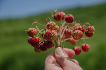 holding a strawberry bush in his hand against the background of nature, picking berries