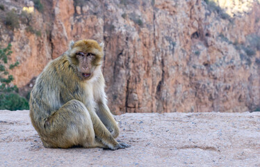 A monkey is sitting on a rock in front of a mountain. The monkey is looking at the camera