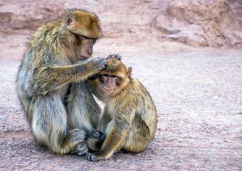 Two monkeys are sitting on the ground, one of them is grooming the other. The scene is peaceful and...
