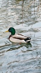 duck on the water