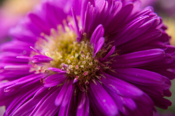 close up of a purple flower