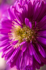 Fototapeta premium close up of pink flower