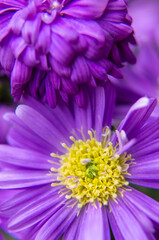 close up of purple aster