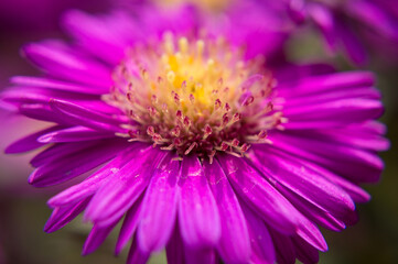 Obraz premium close up of a purple flower
