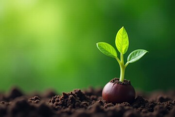 A tiny sprout emerges from rich soil, displaying vibrant green leaves against a soft, blurred background of nature's lush greenery.