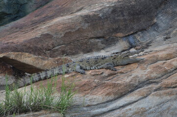 crocodile on the rock