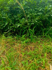 green grass in the forest