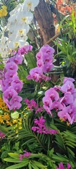 Phalaenopsis orchid in flower garden