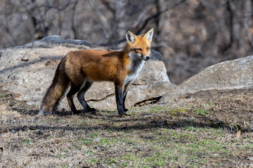 A male Red Fox in a pretty pose.