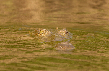Crocodile in the water