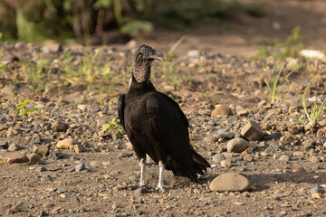 vulture on the ground