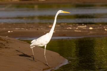 Greater egret