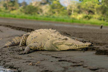 American crocodile