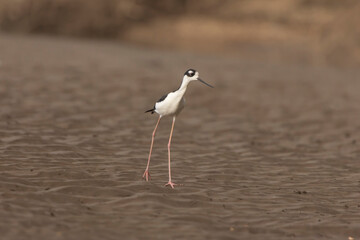 Black necked stilt