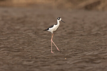 black necked stilt