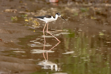 Black necked stilt