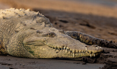 Fototapeta premium American crocodile