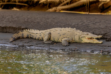 American crocodile
