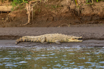 alligator in the swamp
