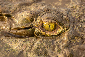 close up of a crocodile