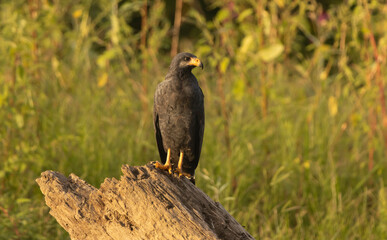 Common black hawk
