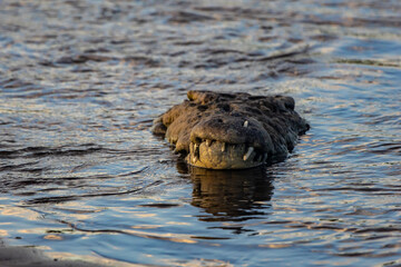 American crocodile